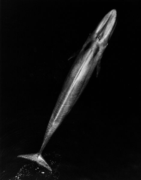 Baleine bleue