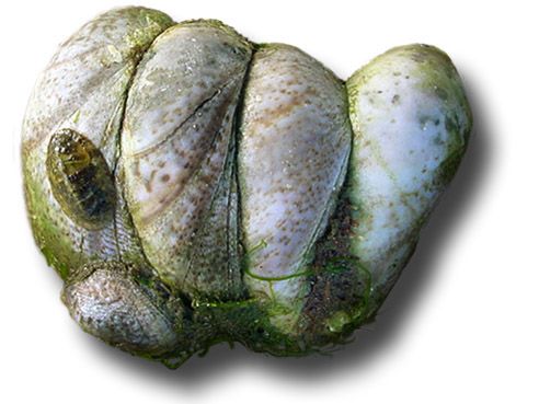 Crepidule