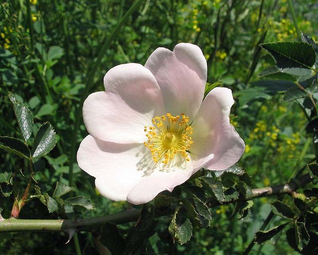 eglantine