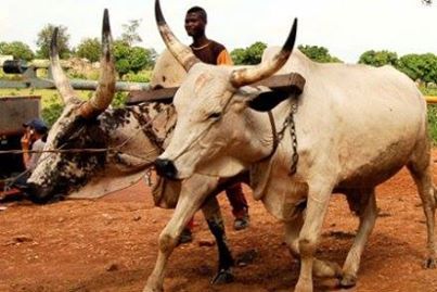 Rfi Planète Radio : le boeuf qui tourne