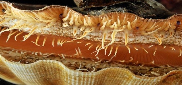 Coquille Saint-Jacques