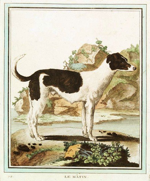Le mâtin - Planche de Jacques de Sève issue de "L'Histoire Naturelle, Générale et Particulière" de Buffon