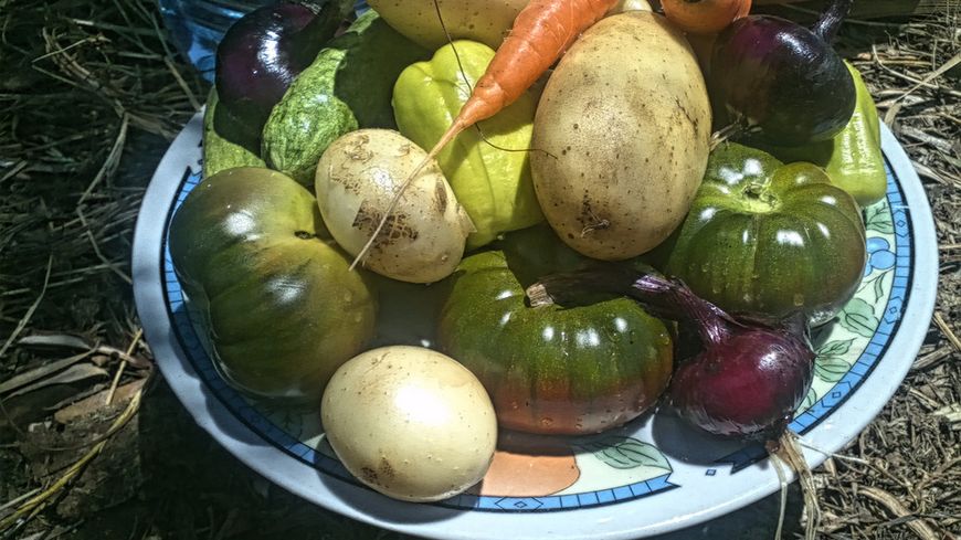 Légumes bio