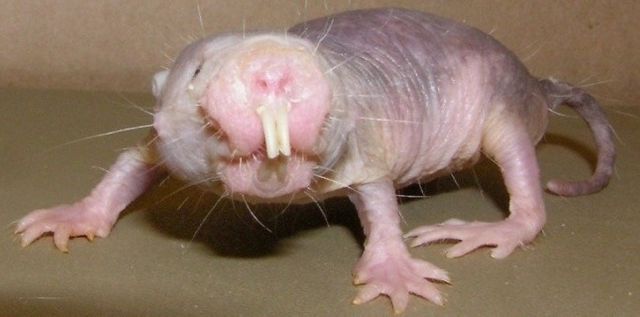 Rattaupenu