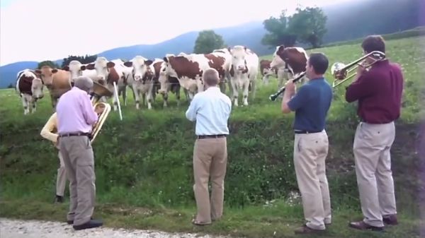 Jazz Bonus : Jazz for Cows