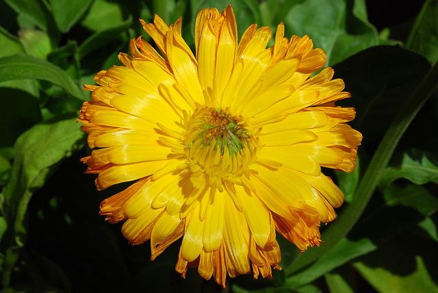 fleur de souci