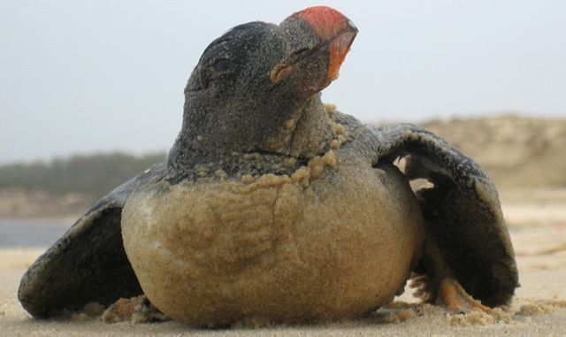Maquareux