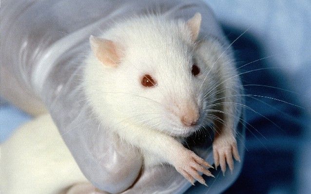 Rat de laboratoire