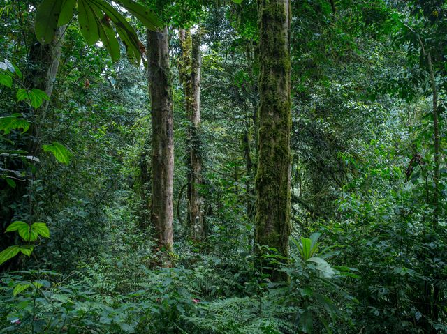 Forêt primaire de Nyungwe, de la série “Absences”, Rwanda, mai 2014