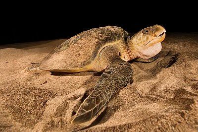 Tortue luth