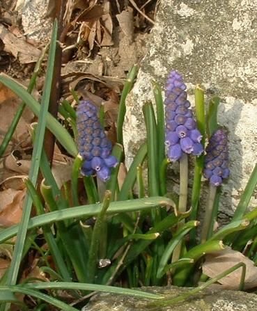 le muscari