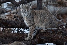 Lynx Rufus