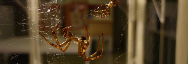 Argiope keyserlingi