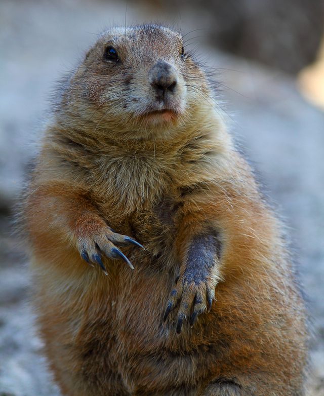 Marmotte
