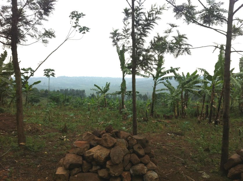 Colline de N'tarama