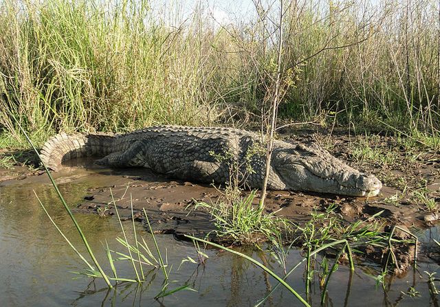 Crocodile du Nil