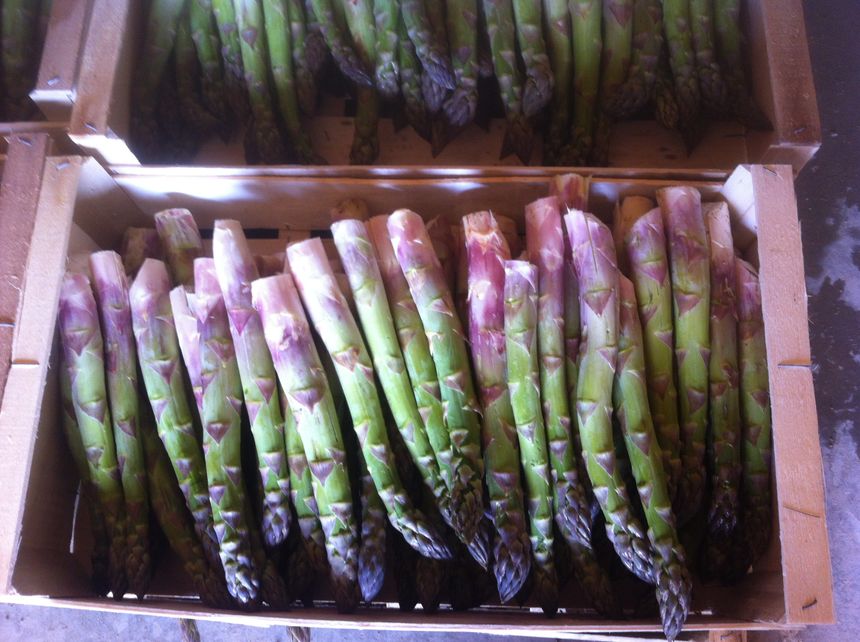 Asperges