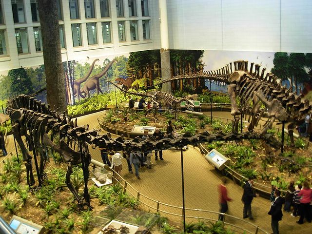 Diplodocus Allosaurus & Apatosaurus