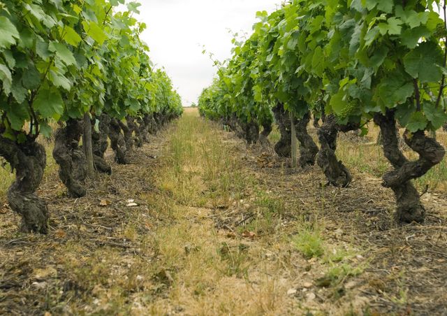 Vignes