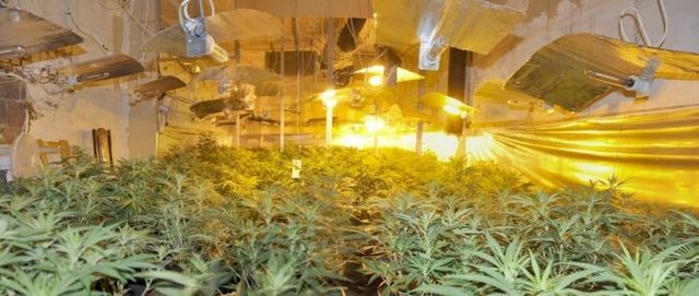 Ferme cannabique dans en Alsace
