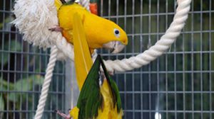 Des Guarubas (ou Conure dorée)
