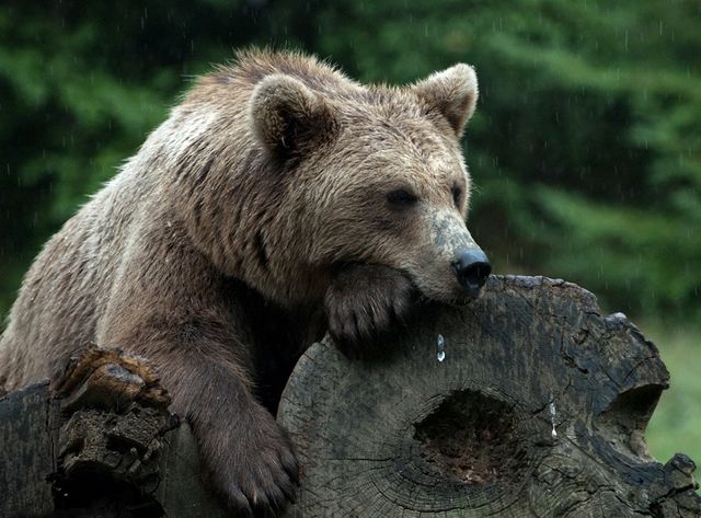 ours Pyrénéen