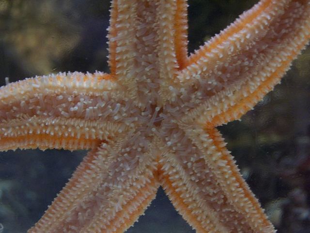 Etoile de mer