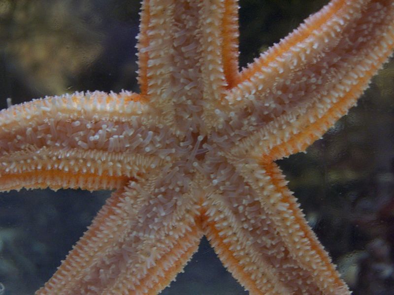 Etoile de mer