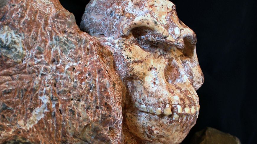 Le visage de Little Foot Visage (ou StW 573 australopithecus)