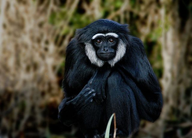 Le gibbon