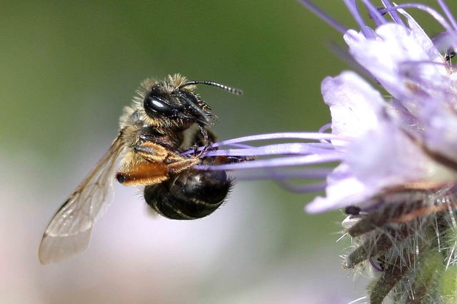 abeille