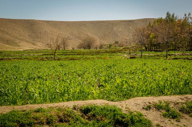 Champ de pavot (Est de l'Afghanistan)