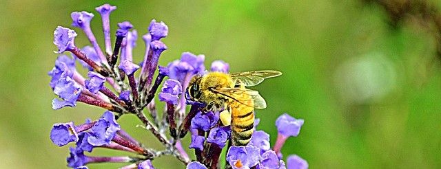 abeille