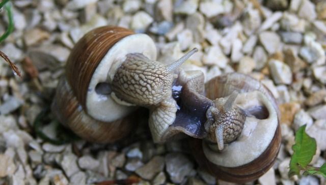 escargots