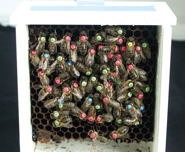Compteur d'abeilles