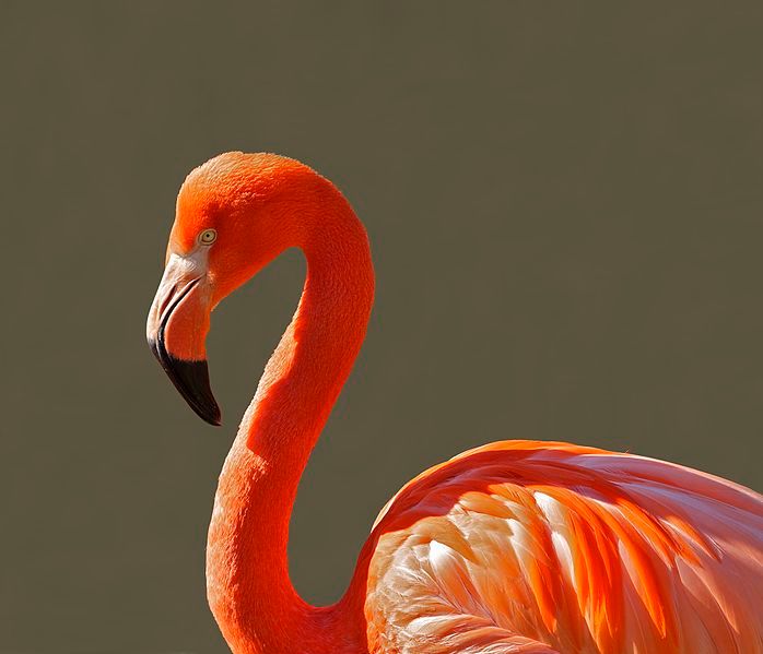 Flamand rose