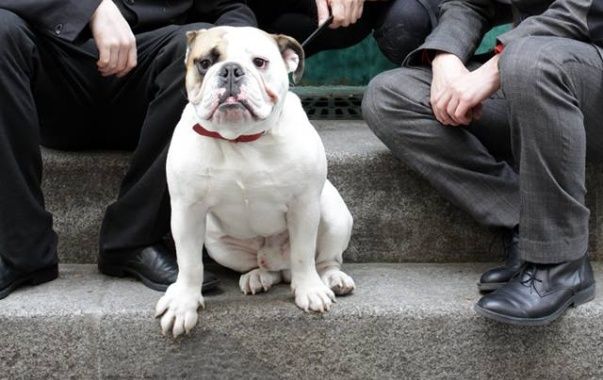 Photo - Lucky Dog2
