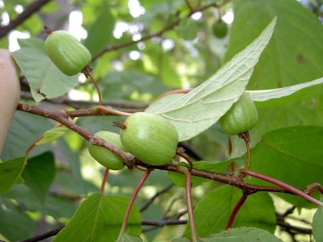 kiwi