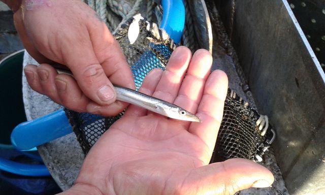 (Sable coquillier) Le lançon, un petit poisson menacé par le projet, selon ses détracteurs