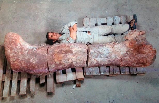 Fémur de dinosaure