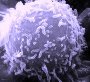Un lymphocyte, principale composante du système immunitaire humain