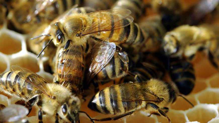 Abeilles