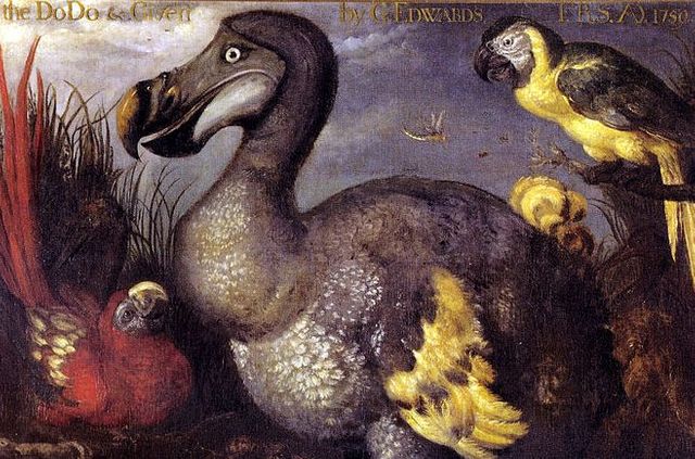le dodo disparu