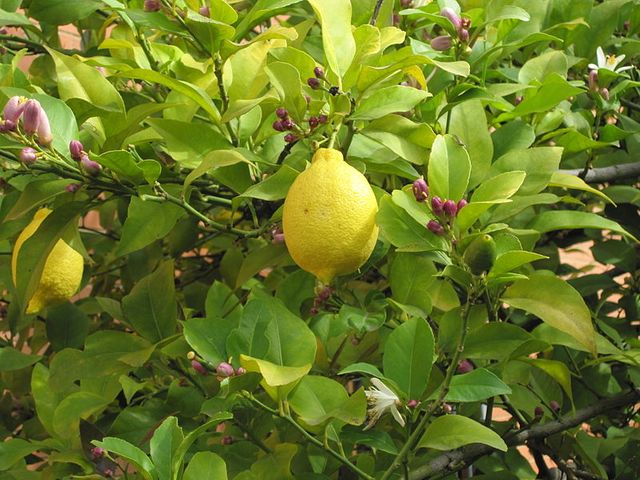 le citron
