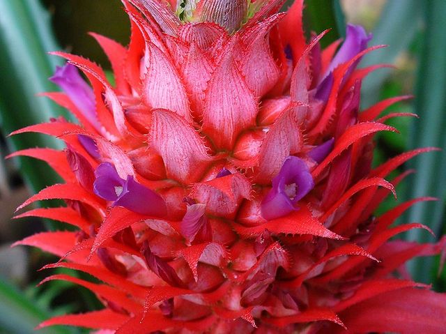 Fleur d'ananas