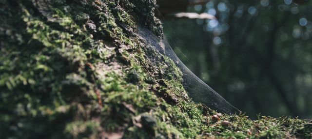 Forêt