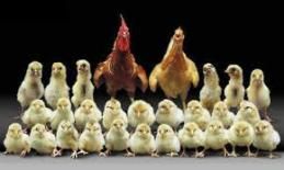 poule