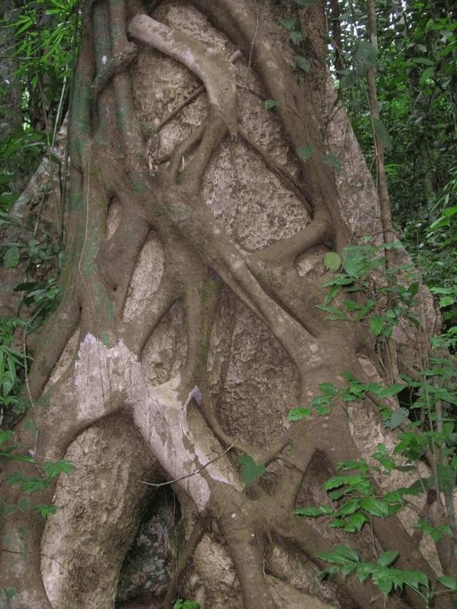 le figuier étrangleur