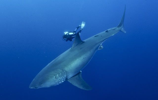 Requin blanc