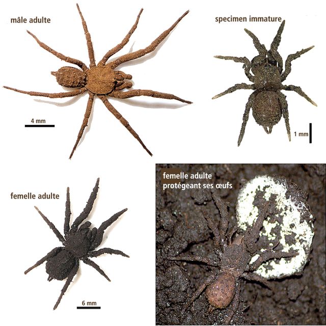 Paratropis tuxtlensis